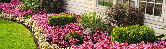 Flowers and shrubs